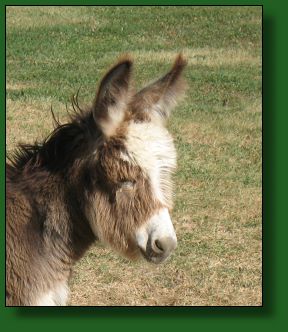 The Elms Tequila Two Step