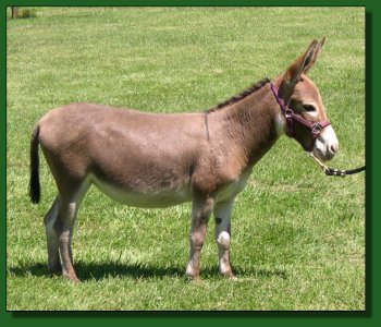 The Elms Tiny Rose ~ Lot #31