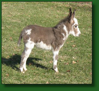 The Elms Dottie's Valentine