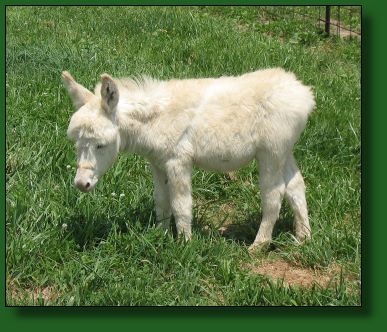 The Elms White Lightening