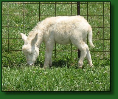 The Elms White Lightening