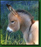 The Elms Red Strider, miniature donkey for sale (10,257 bytes)